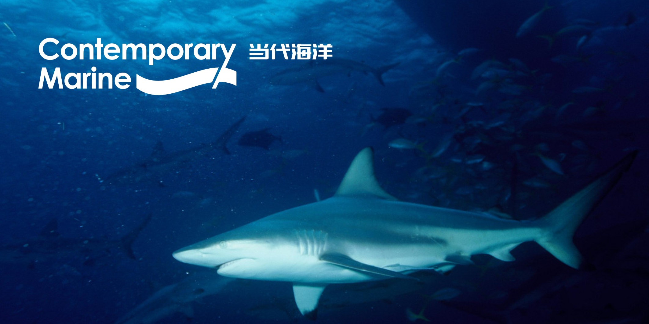 微型VI設(shè)計(jì)一般多少錢？2025最新報(bào)價(jià)解析